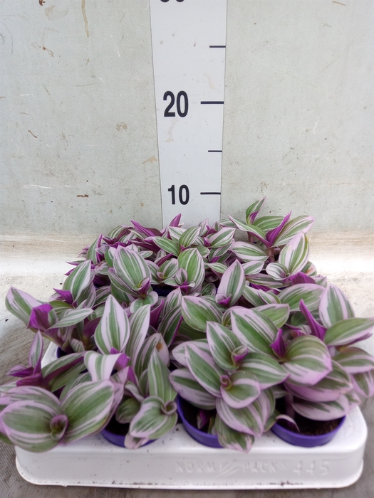 <h4>Tradescantia albif. 'Nanouk'</h4>