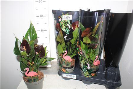 <h4>Anthu A Paris Black 4-5+++</h4>