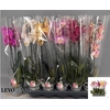 Phal Gem 5 Kl 2 Branches 16+