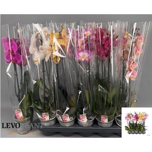 Phal Gem 5 Kl 2 Branches 16+