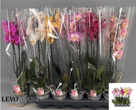 Phal Gem 5 Kl 2 Branches 16+