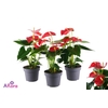 ANTHU AN BAMBINO RED