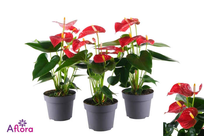 ANTHU AN BAMBINO RED