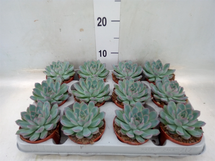 <h4>Echeveria  'Apus'</h4>