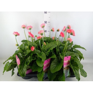 Gerbera  'Garvinea Sweet Heart'