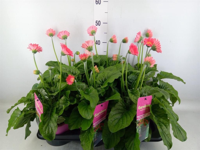 <h4>Gerbera  'Garvinea Sweet Heart'</h4>