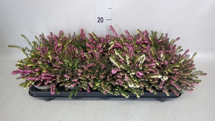 <h4>Erica darley.   ...mix 2 / pot</h4>