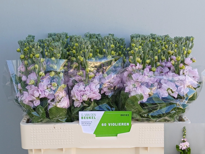 <h4>MATTH FIGARO L ROSE</h4>