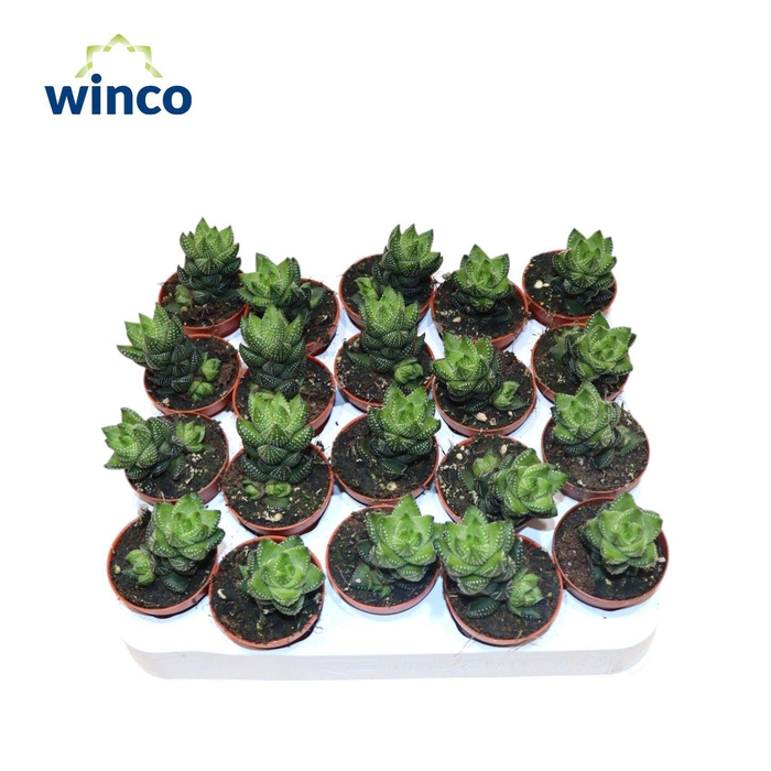 <h4>Haworthia Reinwardtii</h4>