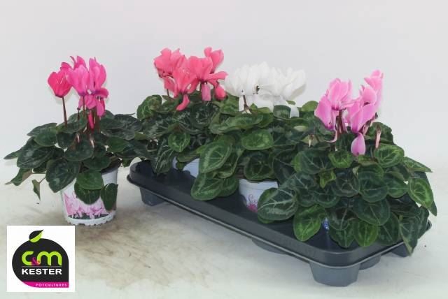 <h4>Cyclamen GR 'XL'</h4>