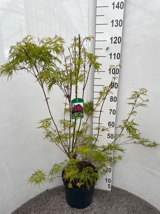 <h4>ACER PA SEIRYU</h4>