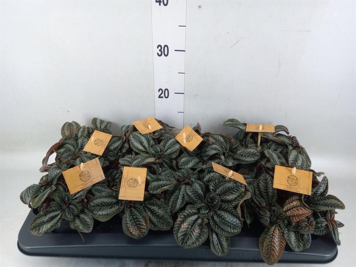 <h4>Pilea 'Norfolk'</h4>