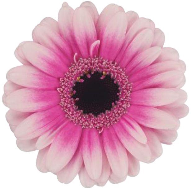 <h4>Germini Leando Diamond</h4>