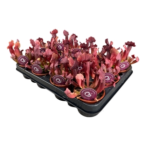 Sarracenia Maroon