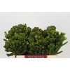 Kaaps Groen Albigreen