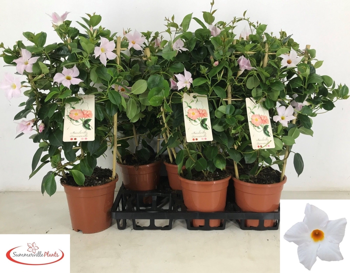 <h4>MANDE SUN WHITE</h4>