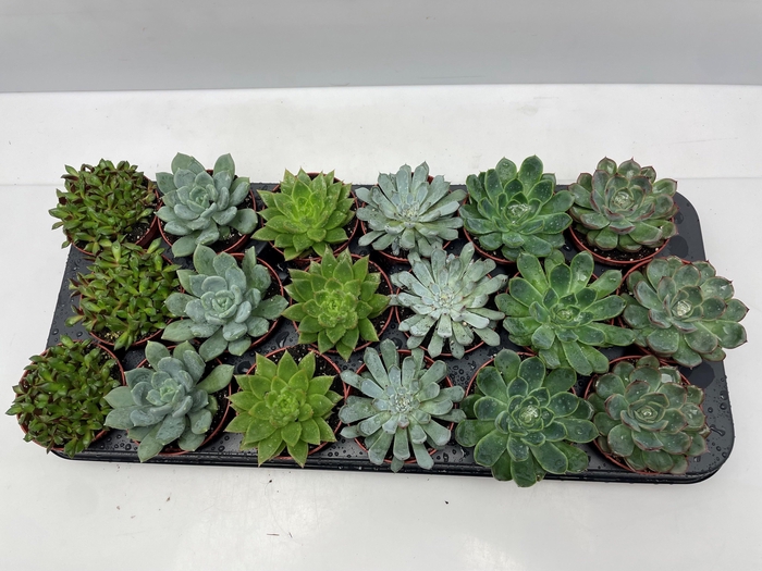<h4>SUCC GEM 6 SRT</h4>
