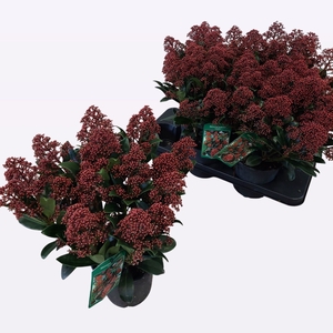 .Skimmia japonica rubella
