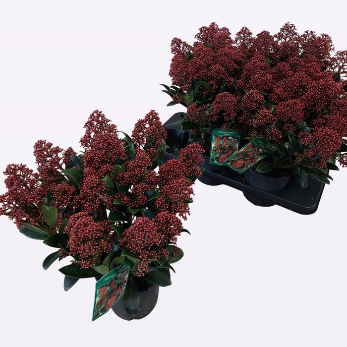 <h4>.Skimmia japonica rubella</h4>