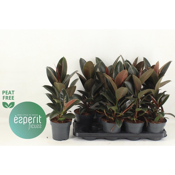 <h4>Ficus elastica Melany 14Ø 45cm 1pp</h4>