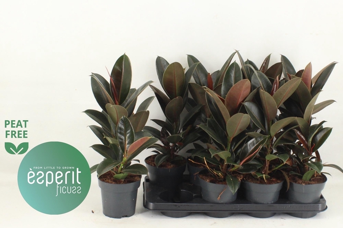 Ficus elastica Melany 14Ø 45cm 1pp