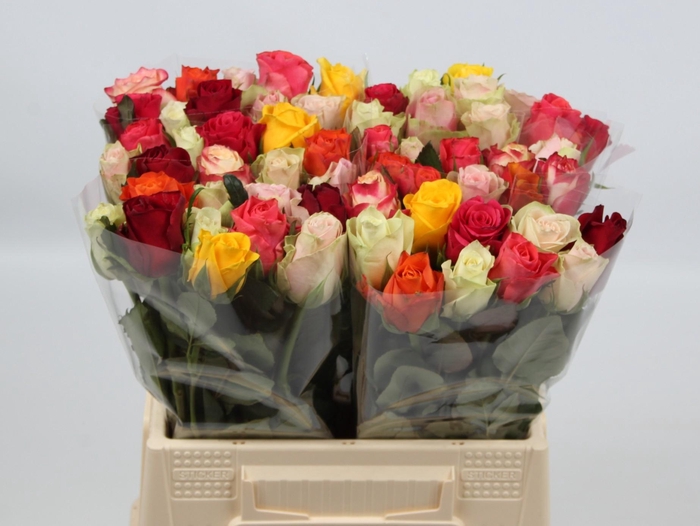 <h4>R KL GEM IN BOS</h4>