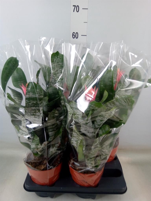 <h4>Aechmea   ...</h4>