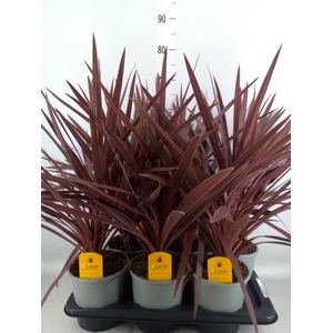 Cordyline austr. 'Red Star'