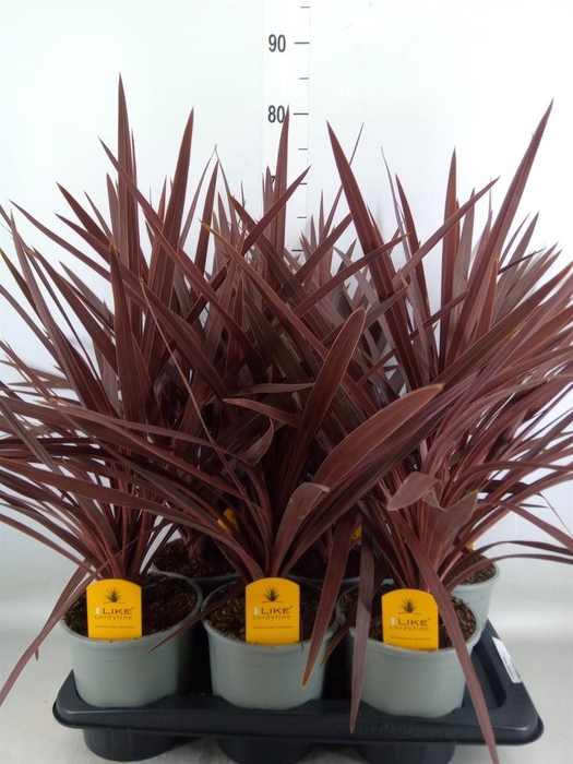 <h4>Cordyline austr. 'Red Star'</h4>