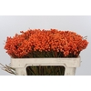 Kaaps Groen Lanug. Orange