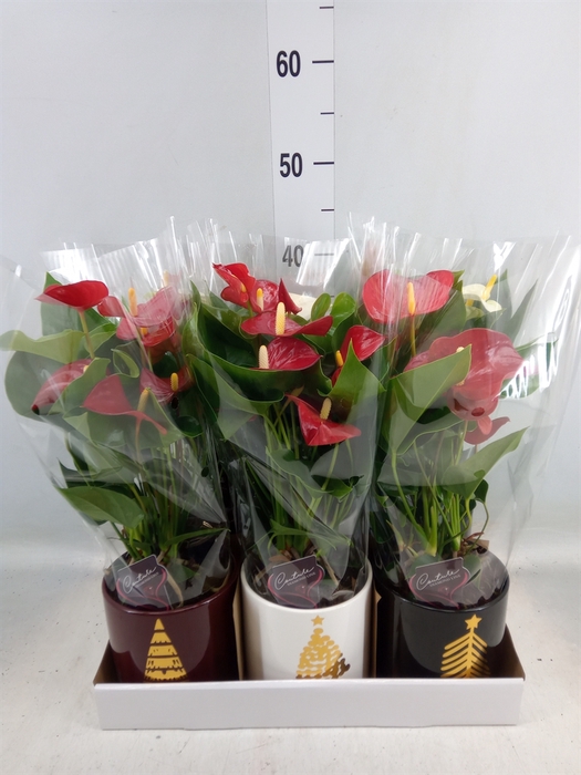 <h4>Anthurium   ...mix</h4>