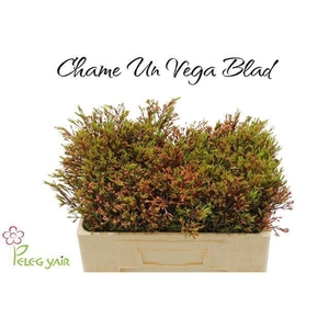 CHAME UN VEGA BLAD