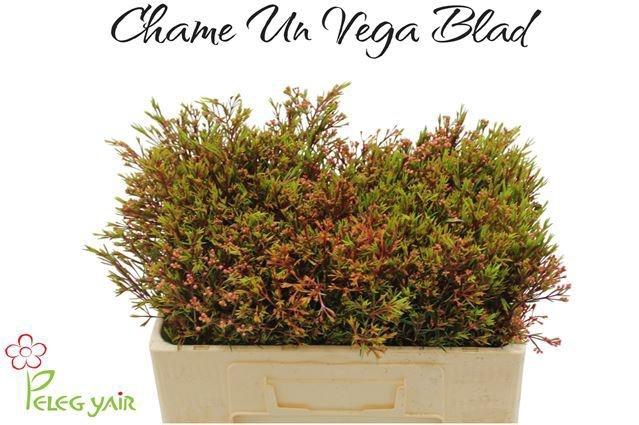 <h4>CHAME UN VEGA BLAD</h4>