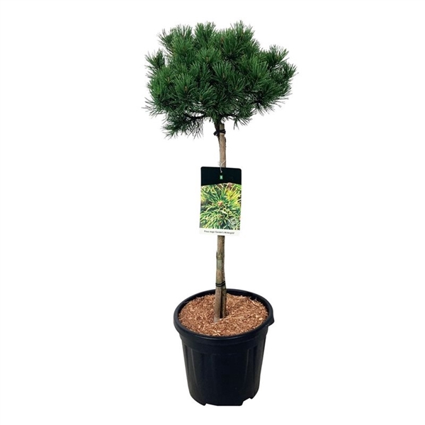 <h4>Pinus mugo 'Carsten's Wintergold'</h4>