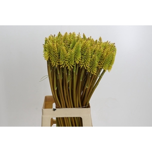 Kniphofia Eycone Yellow