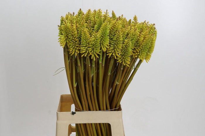 <h4>Kniphofia Eycone Yellow</h4>