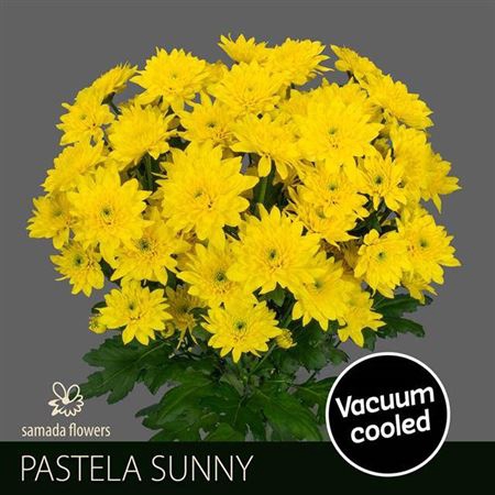 <h4>Chr T Pastela Sunny</h4>