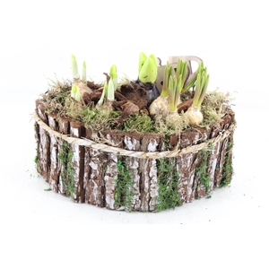 arr4 Bollenmix JS - Hout boot 338/3