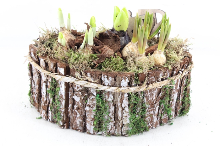 <h4>arr4 Bollenmix JS - Hout boot 338/3</h4>