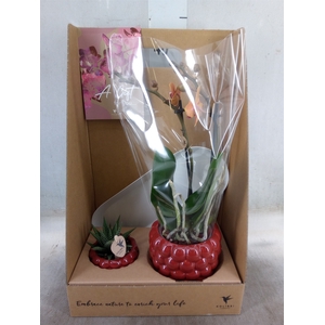 Arr.  Phalaenopsis H%