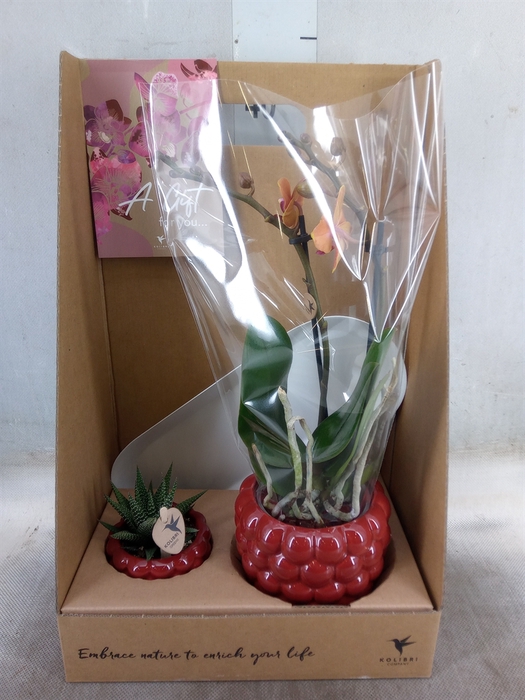 <h4>Arr.  Phalaenopsis H%</h4>