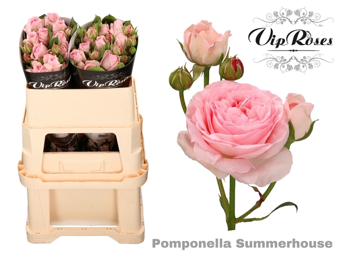 <h4>R TR POMPONE SUMMERH</h4>