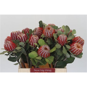 Banksia Coccinea