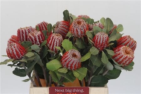 <h4>Banksia Coccinea</h4>