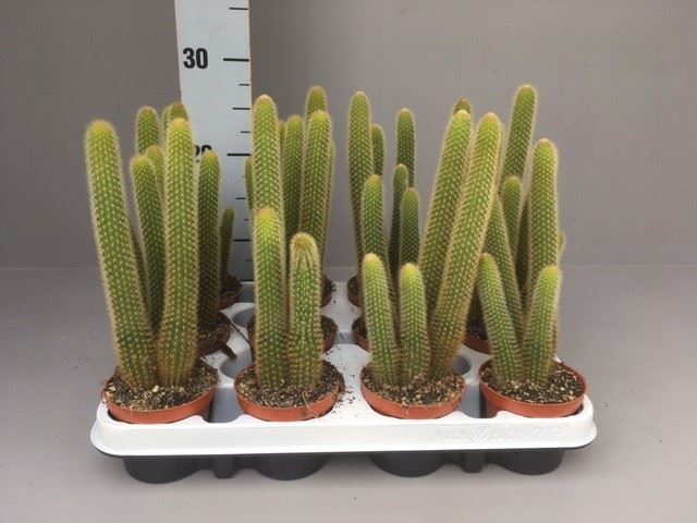 <h4>Cactus   ...</h4>