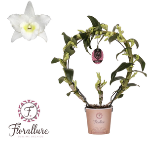 Dendrobium Nobile Apollon Bow dia 30cm Florallure