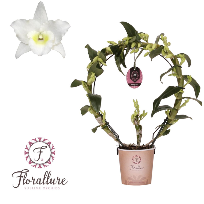 <h4>Dendrobium Nobile Apollon Bow dia 30cm Florallure</h4>