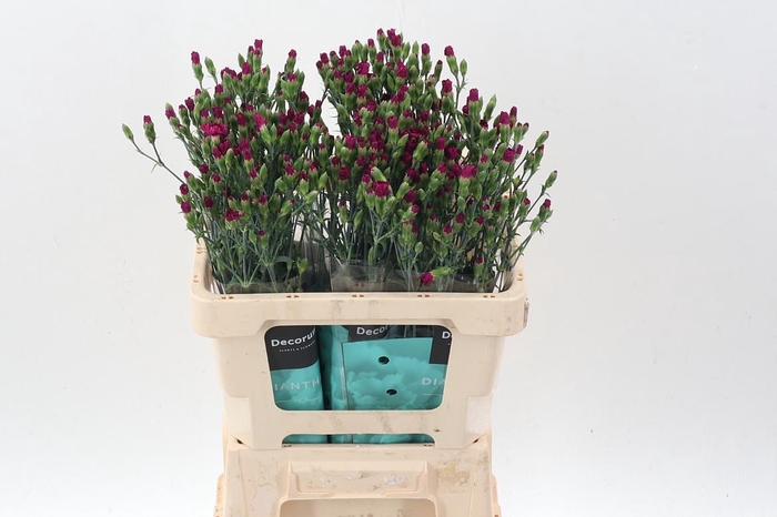 <h4>Di Lilliput Forever</h4>