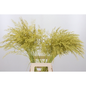 Calamagrostis Kl Bh Geel