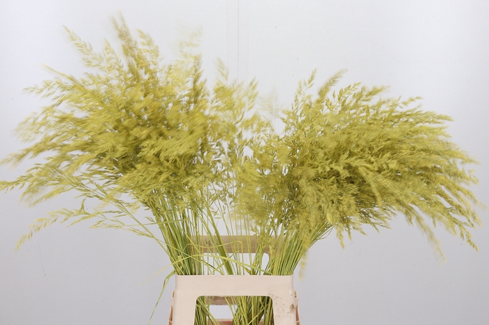 <h4>Calamagrostis Kl Bh Geel</h4>